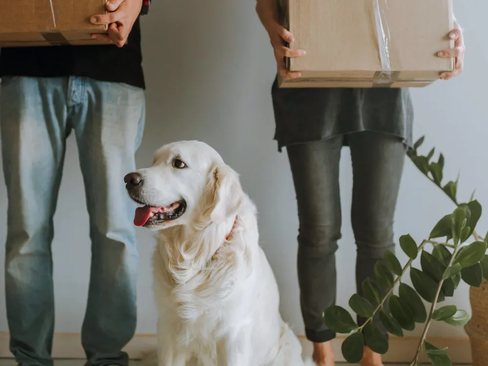 Dog sitting beside a couple among moving boxes